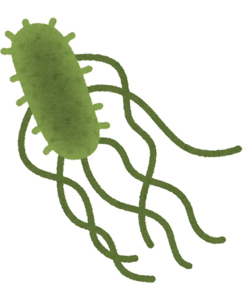 Helicobacter pylori